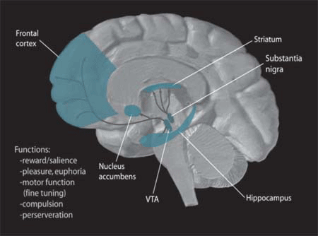 이 이미지는 대체 속성이 비어있습니다. 그 파일 이름은 Dopamine_Pathways.png입니다